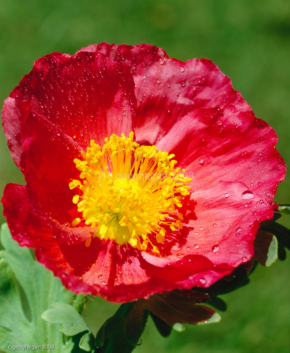 Iceland Poppy