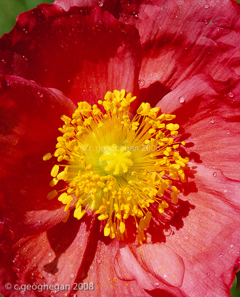 Iceland Poppy