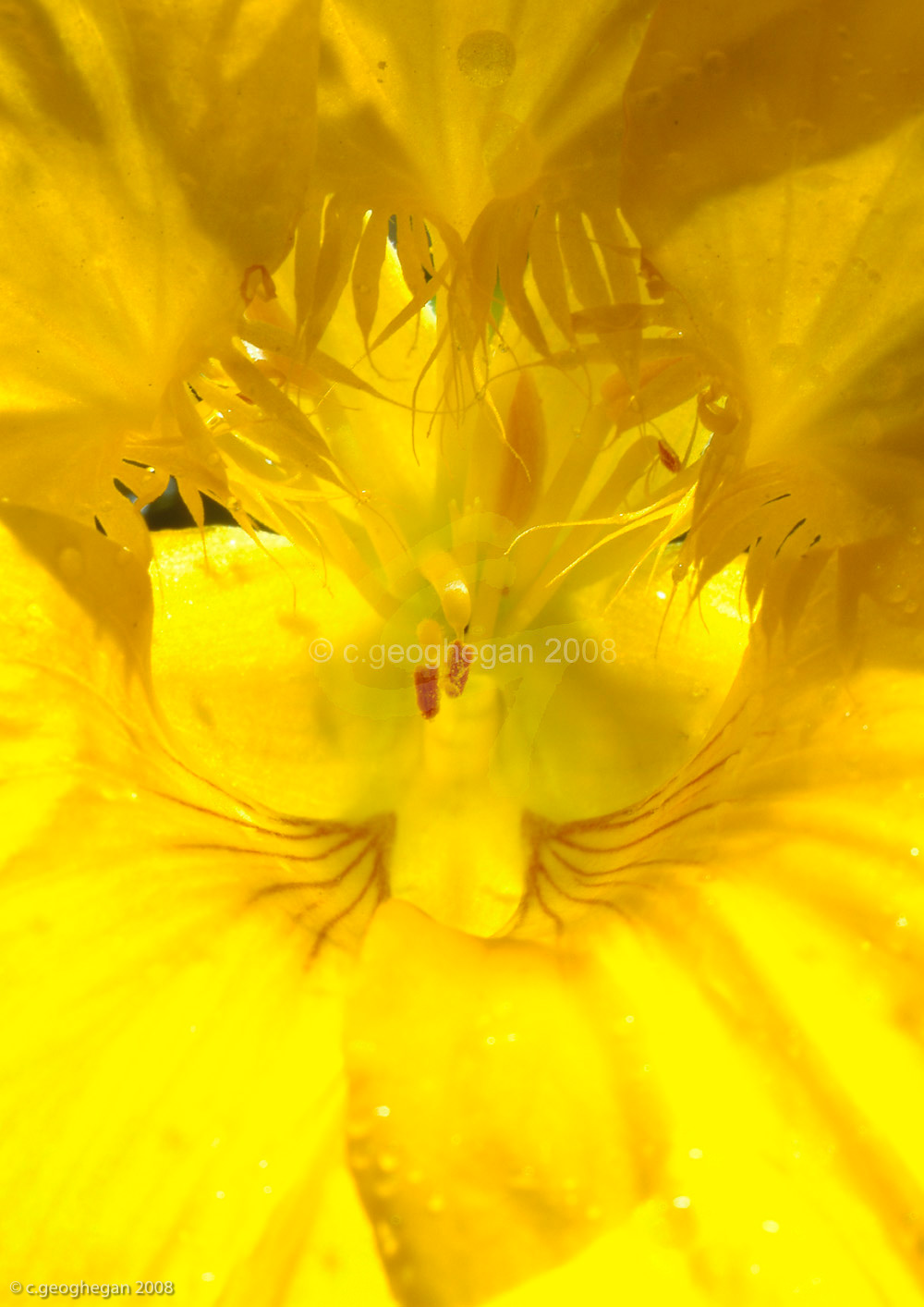 Yellow Throat, nasturtium flower 