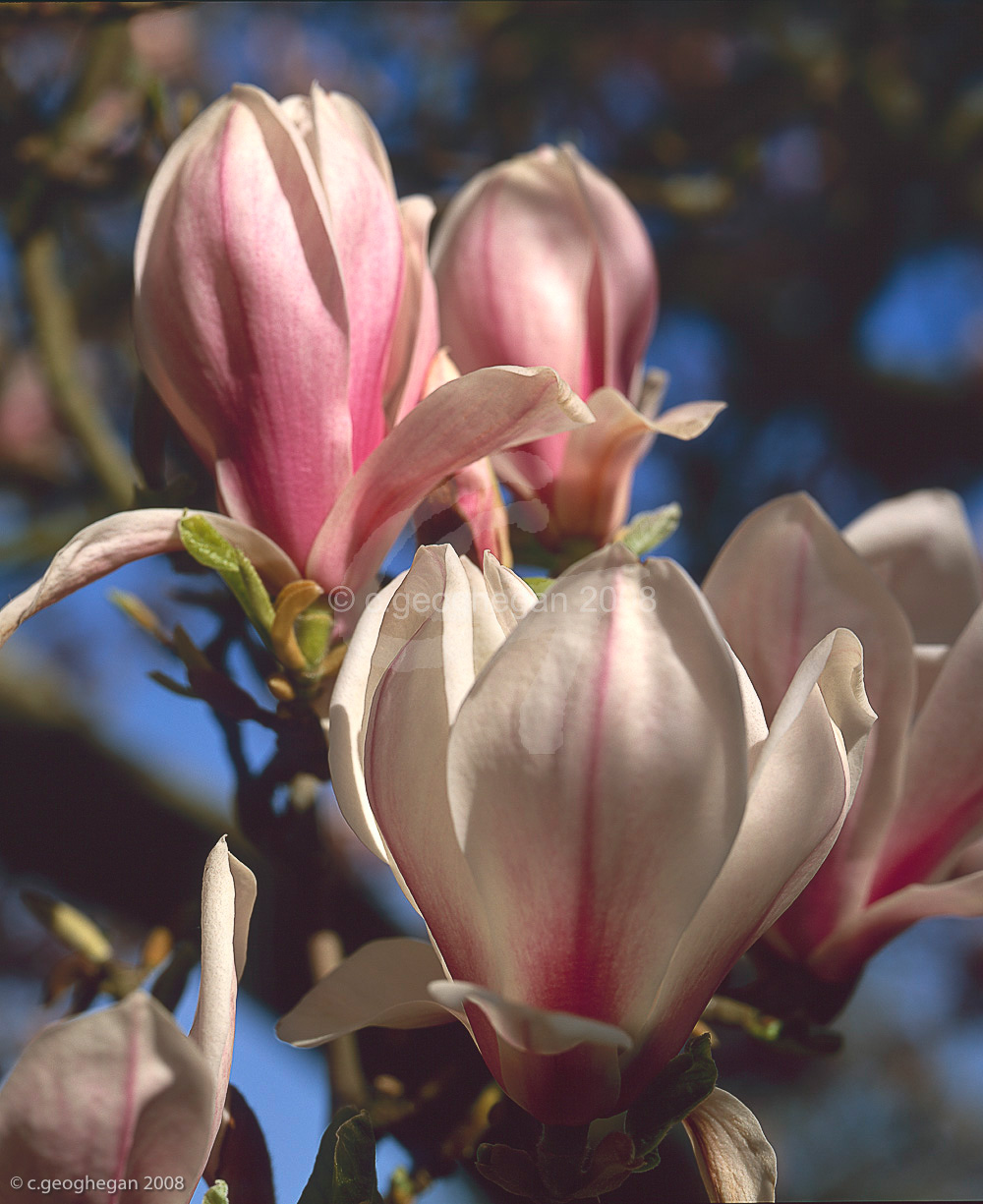 Magnolia soulangiana