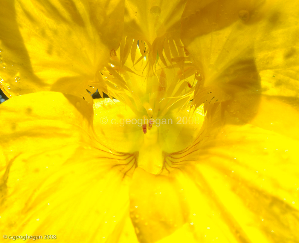 Yellow Throat, nasturtium flower 