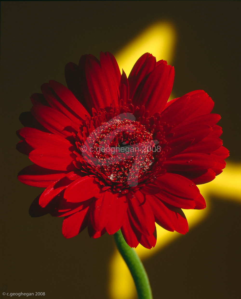 Red Portrait