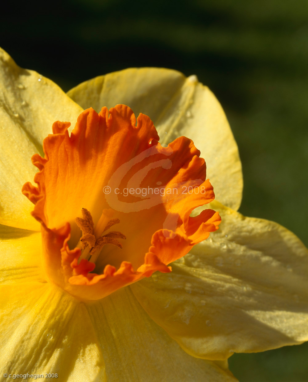 Orange Trumpet 