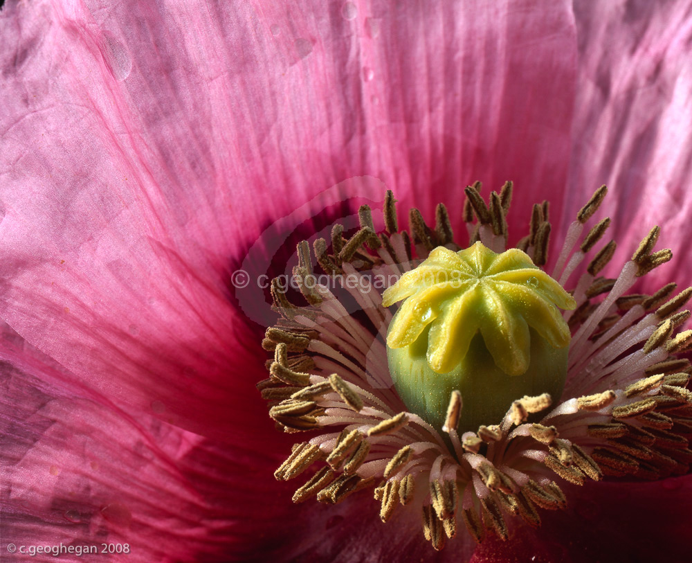 Flower Bowl