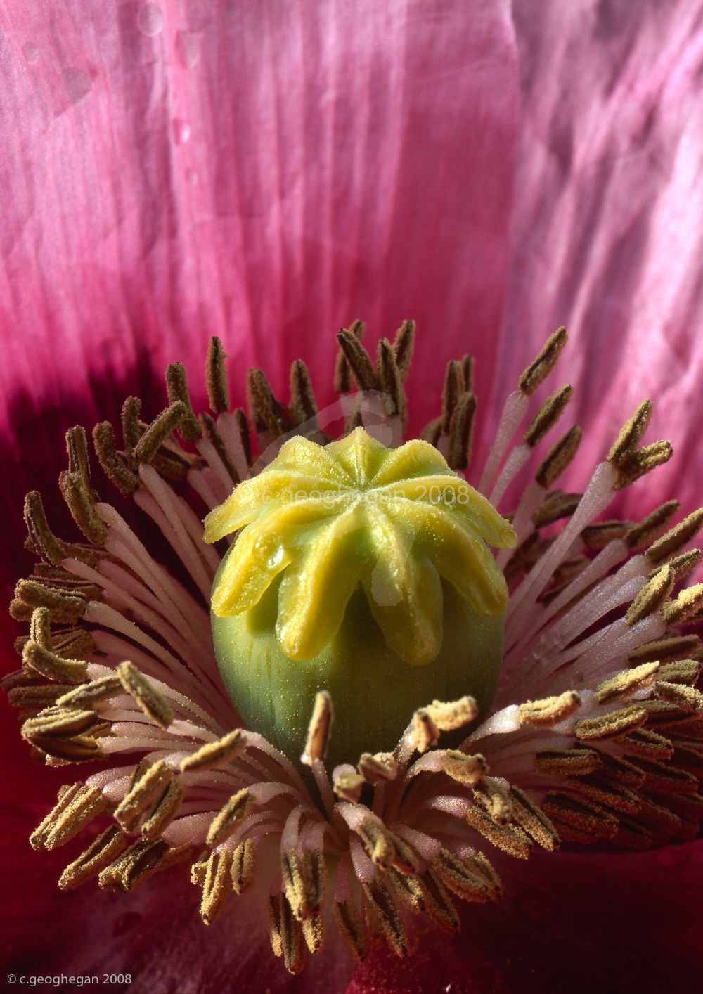 Flower Bowl