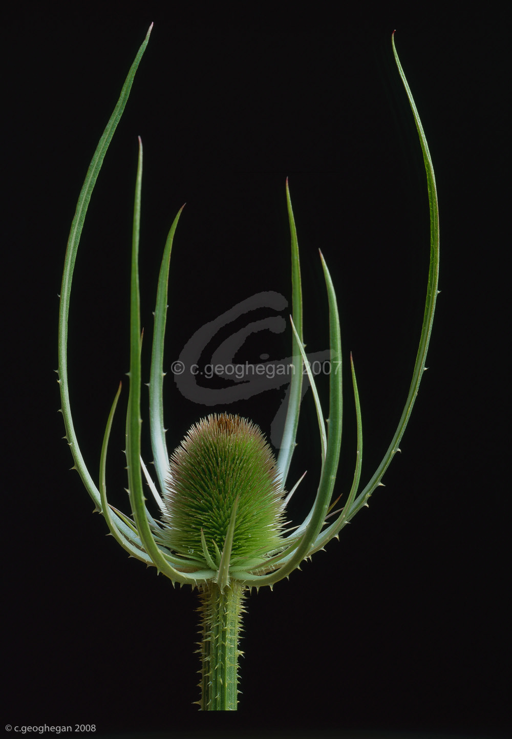 Wild Teasel, dipsacus sylvestris