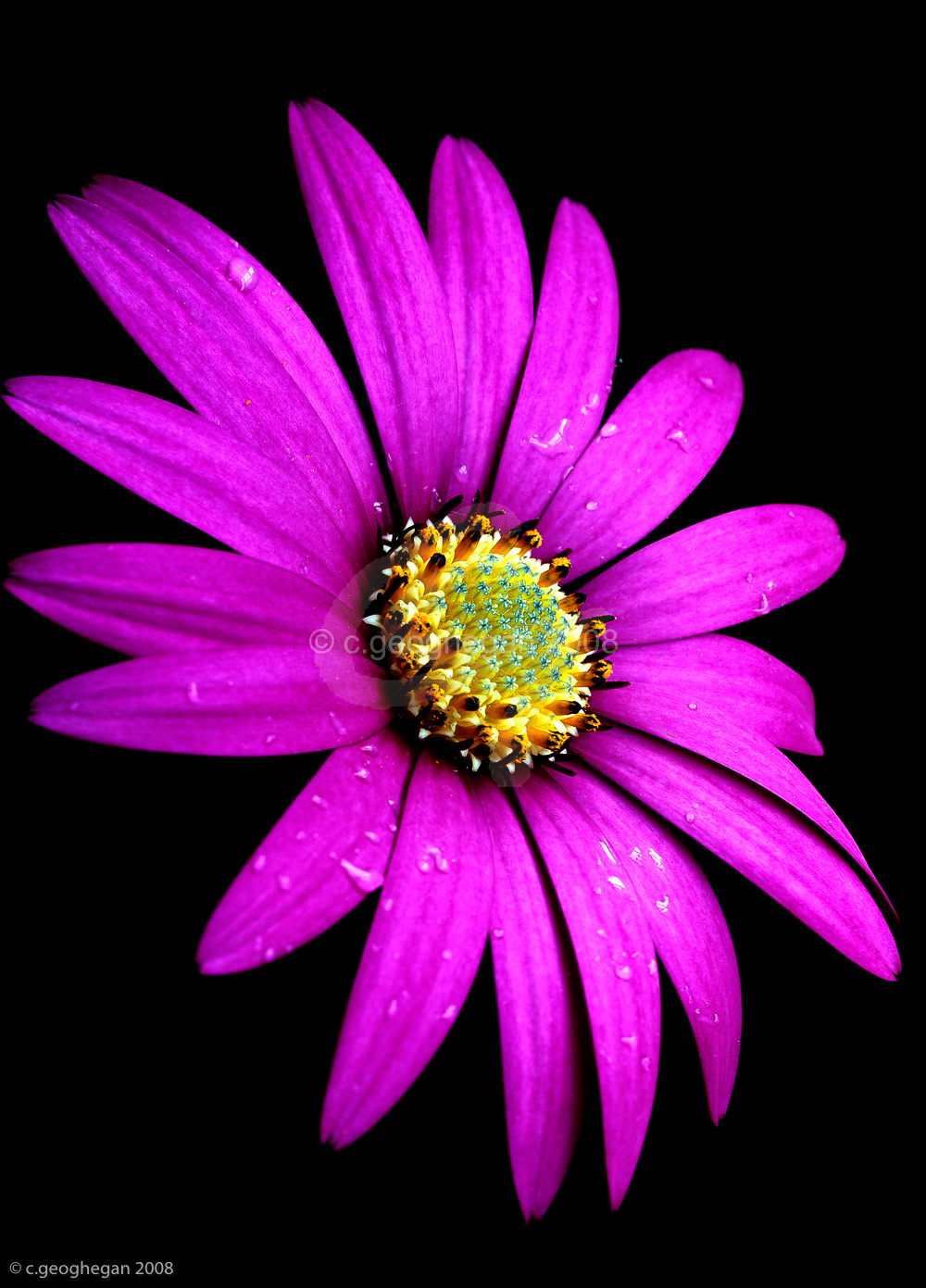 pink daisy