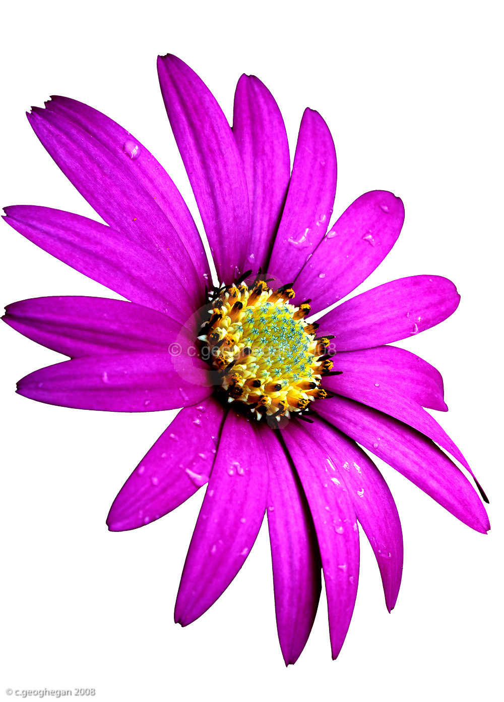 pink daisy