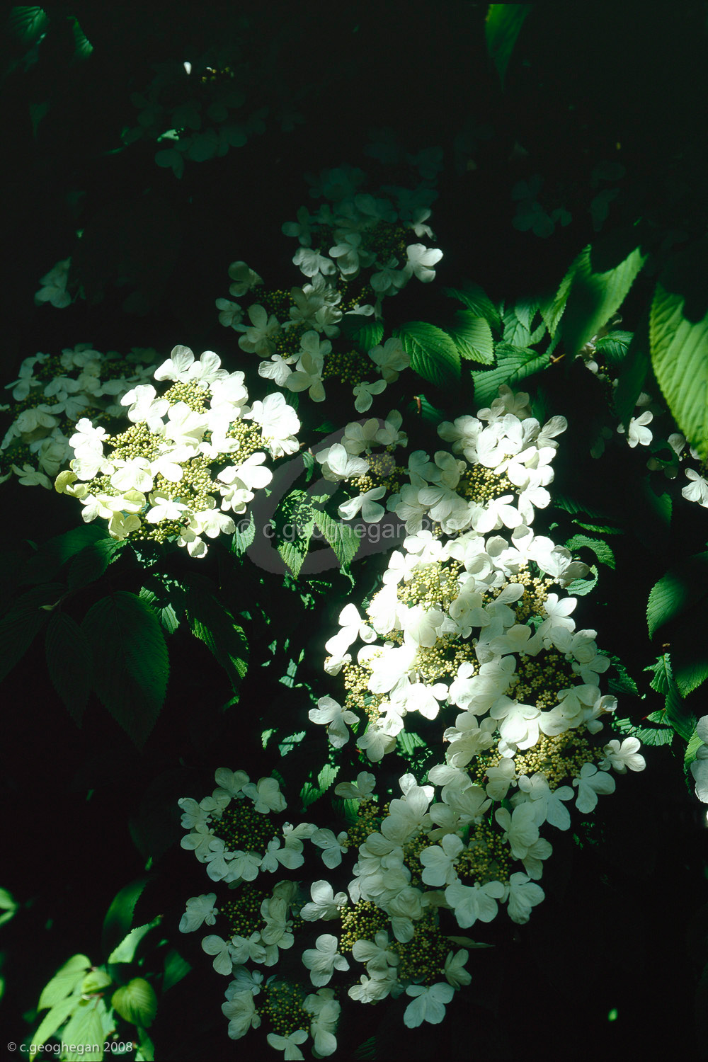 Viburnum Spring