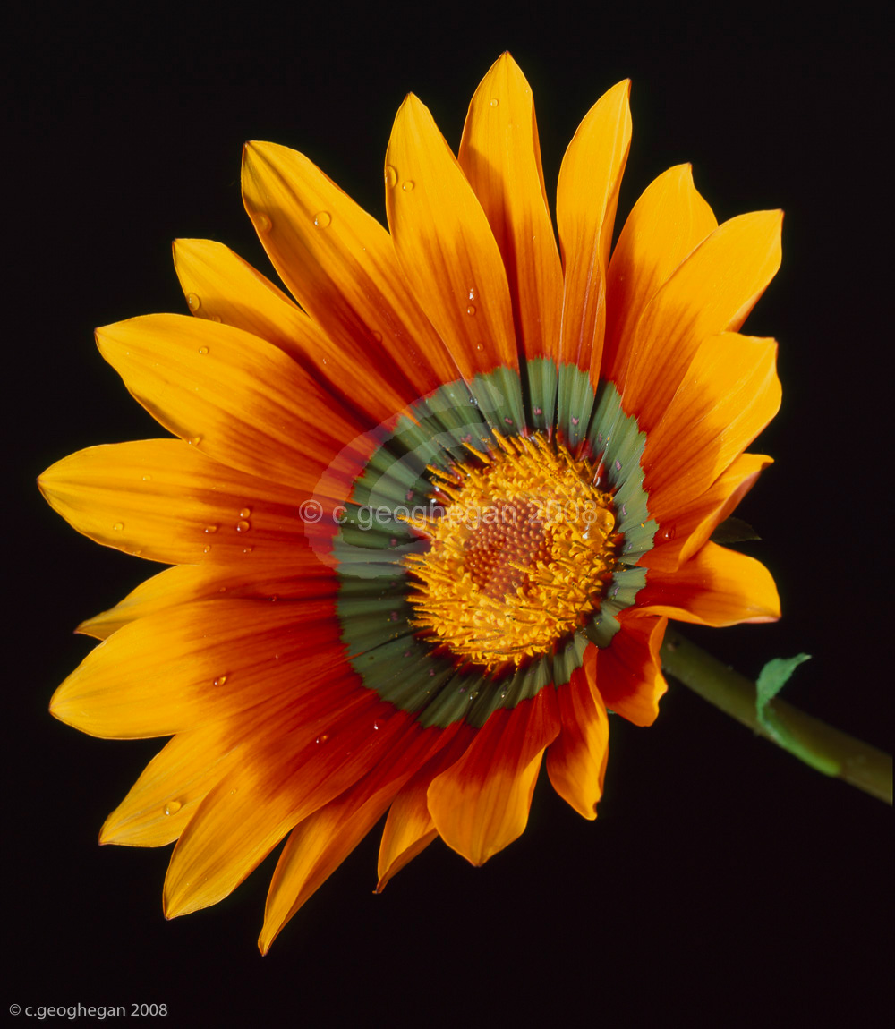 Gazania Portrait