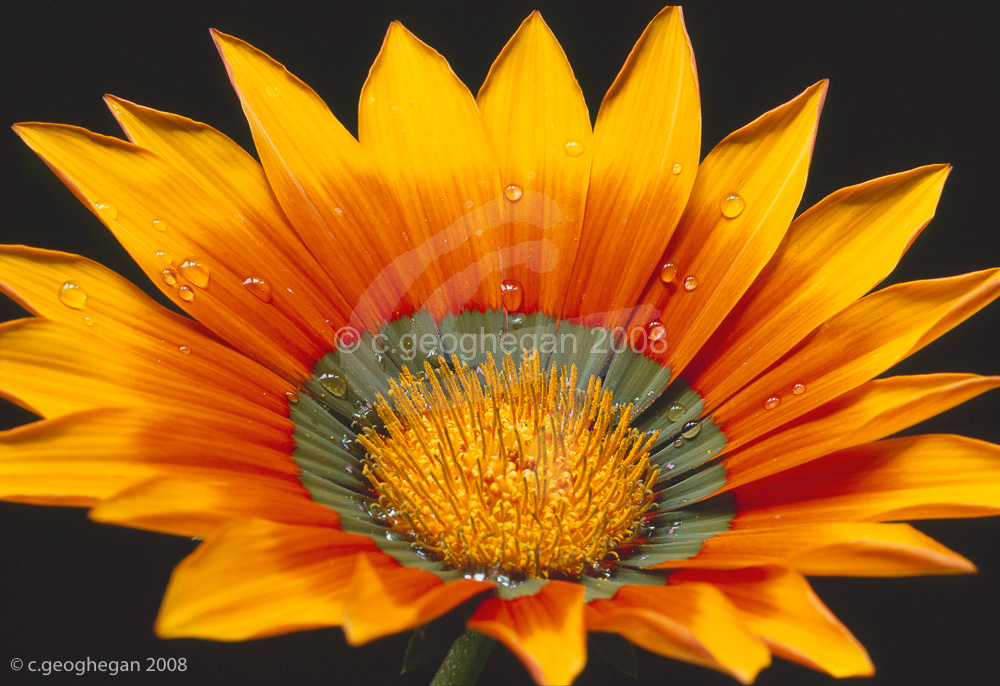 Gazania