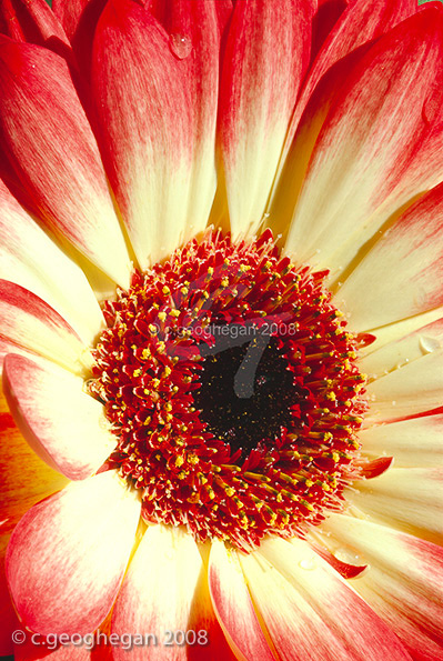 Pink and Cream, gerbera