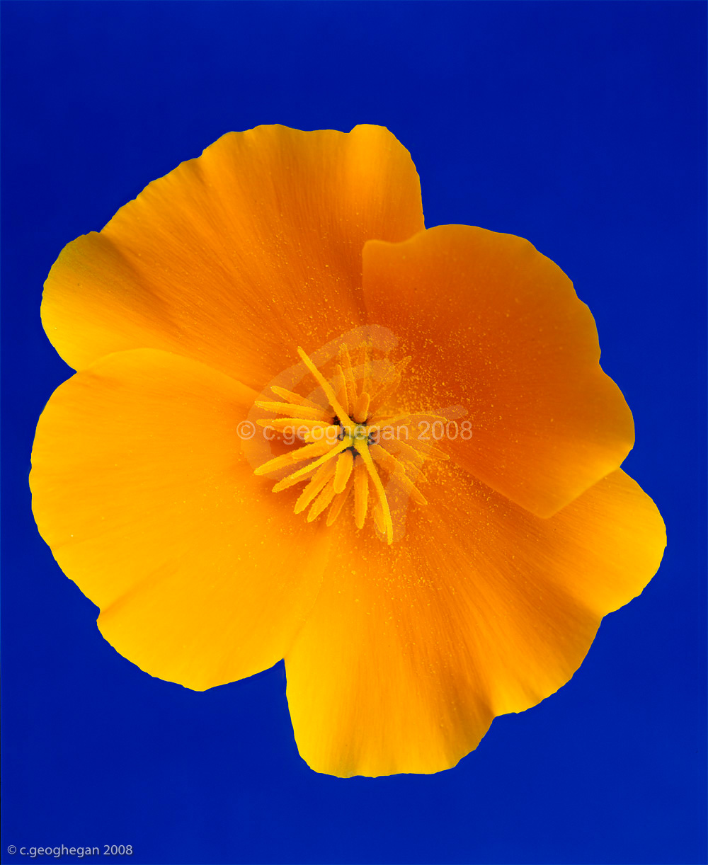 Orange on blue, poppy