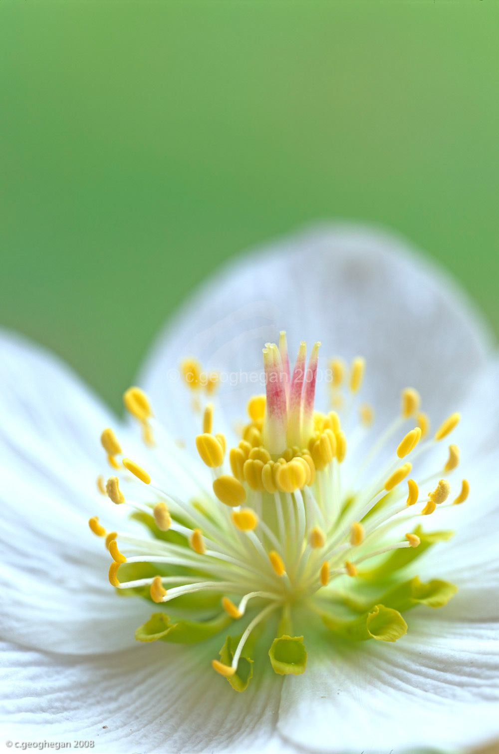 Lenten Rose, Heleborus niger 