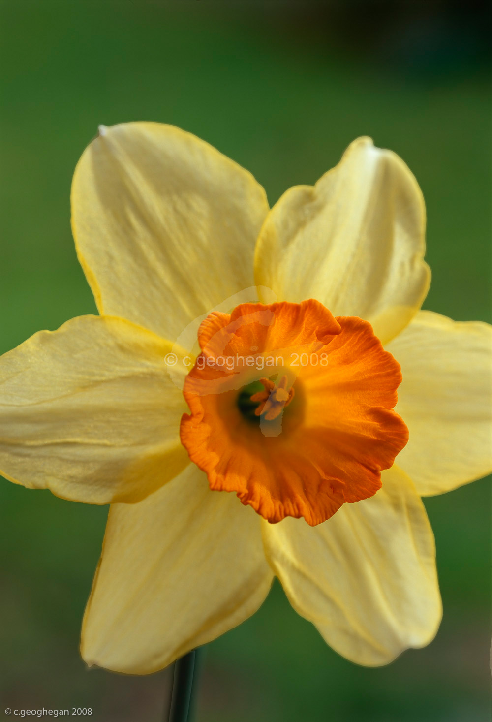 Spring Trumpet