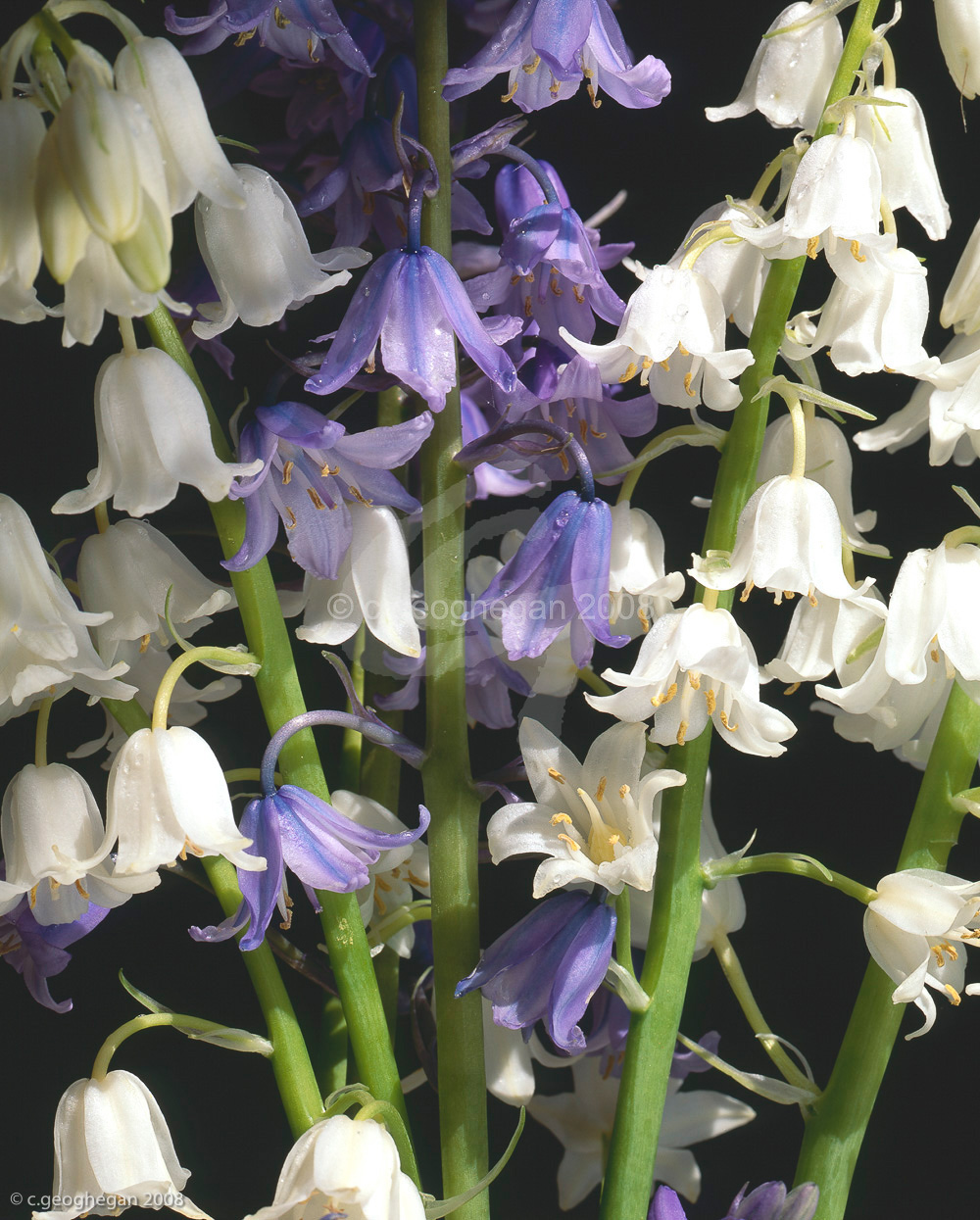 Bluebells and Whitebells