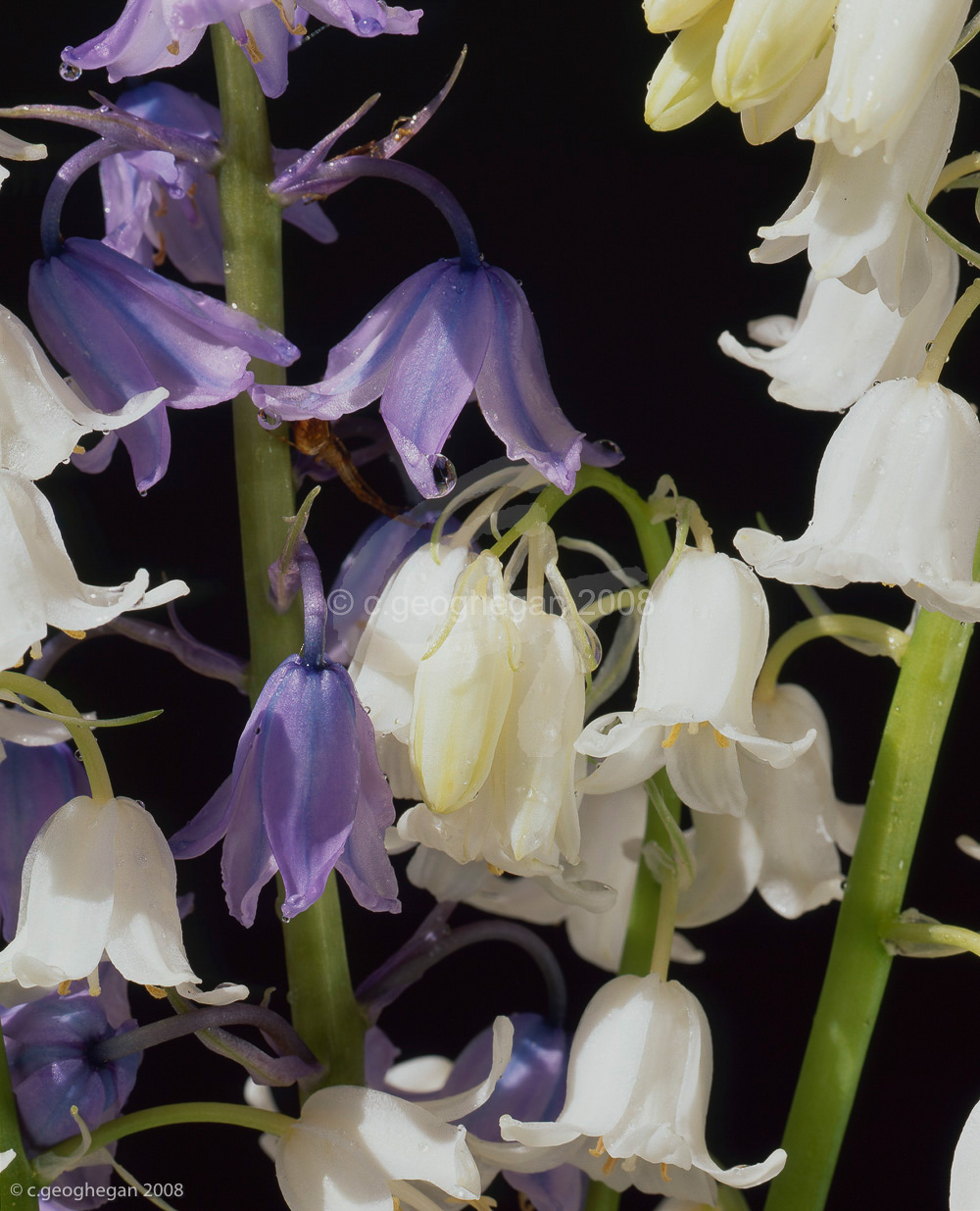 Bluebells and Whitebells