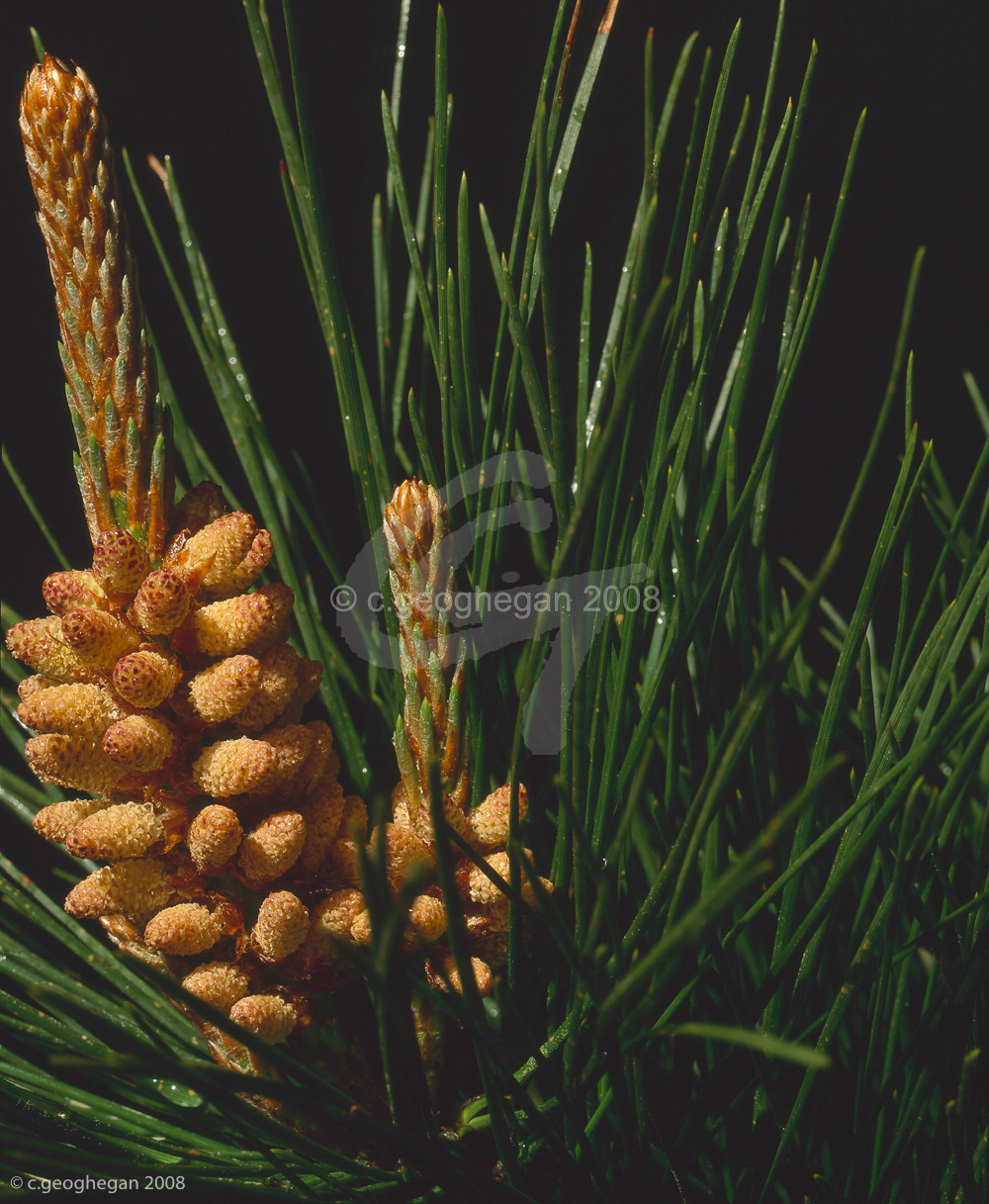 Pine Flowers