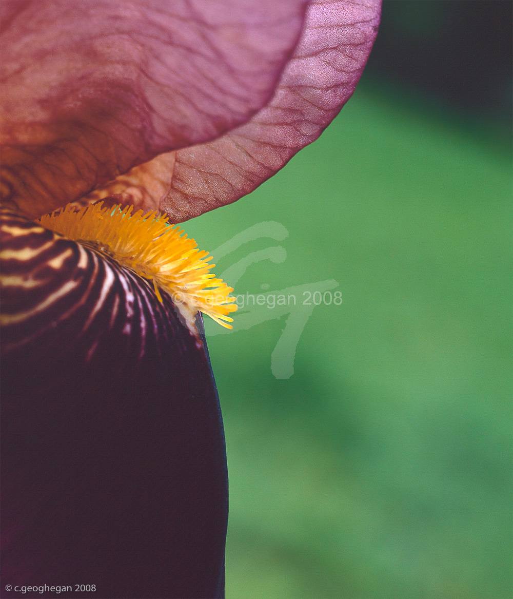 Bearded Iris