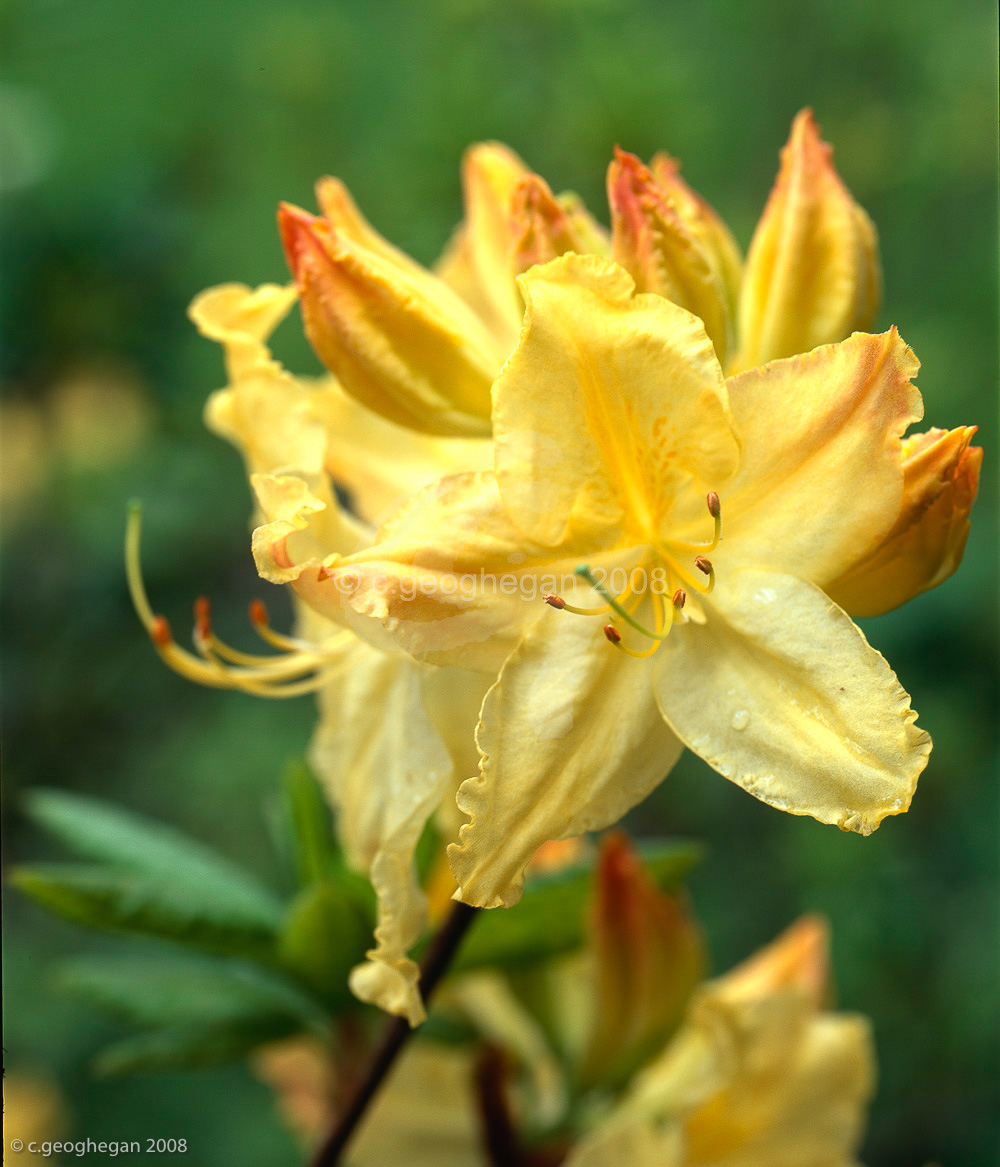 Azalea Mollis