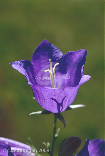 Campanula