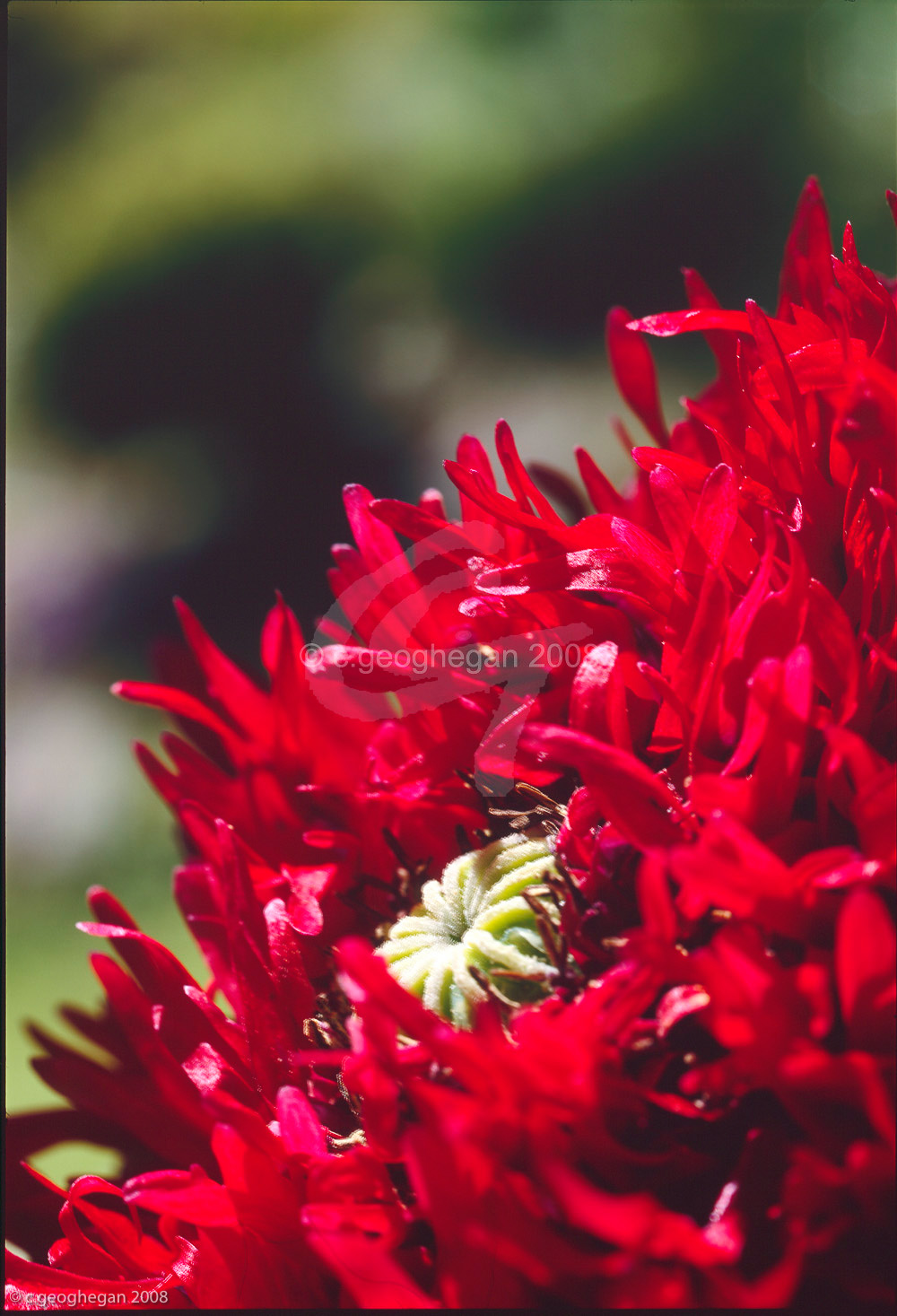 Oriental Poppy