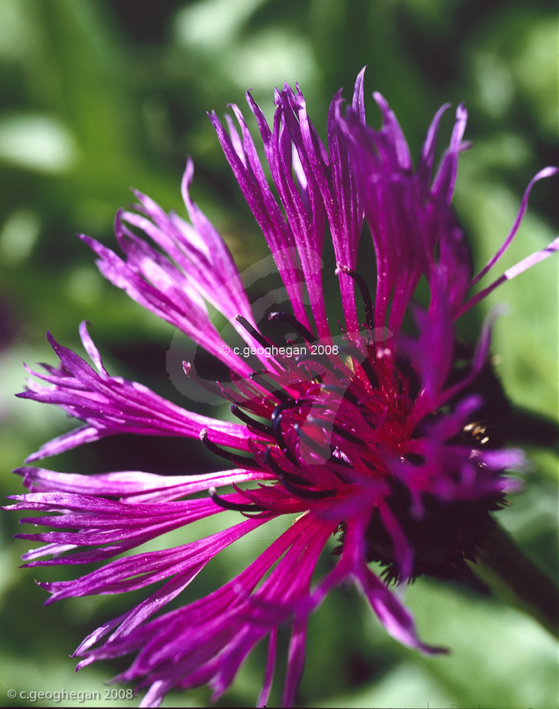 Centaurea  montana