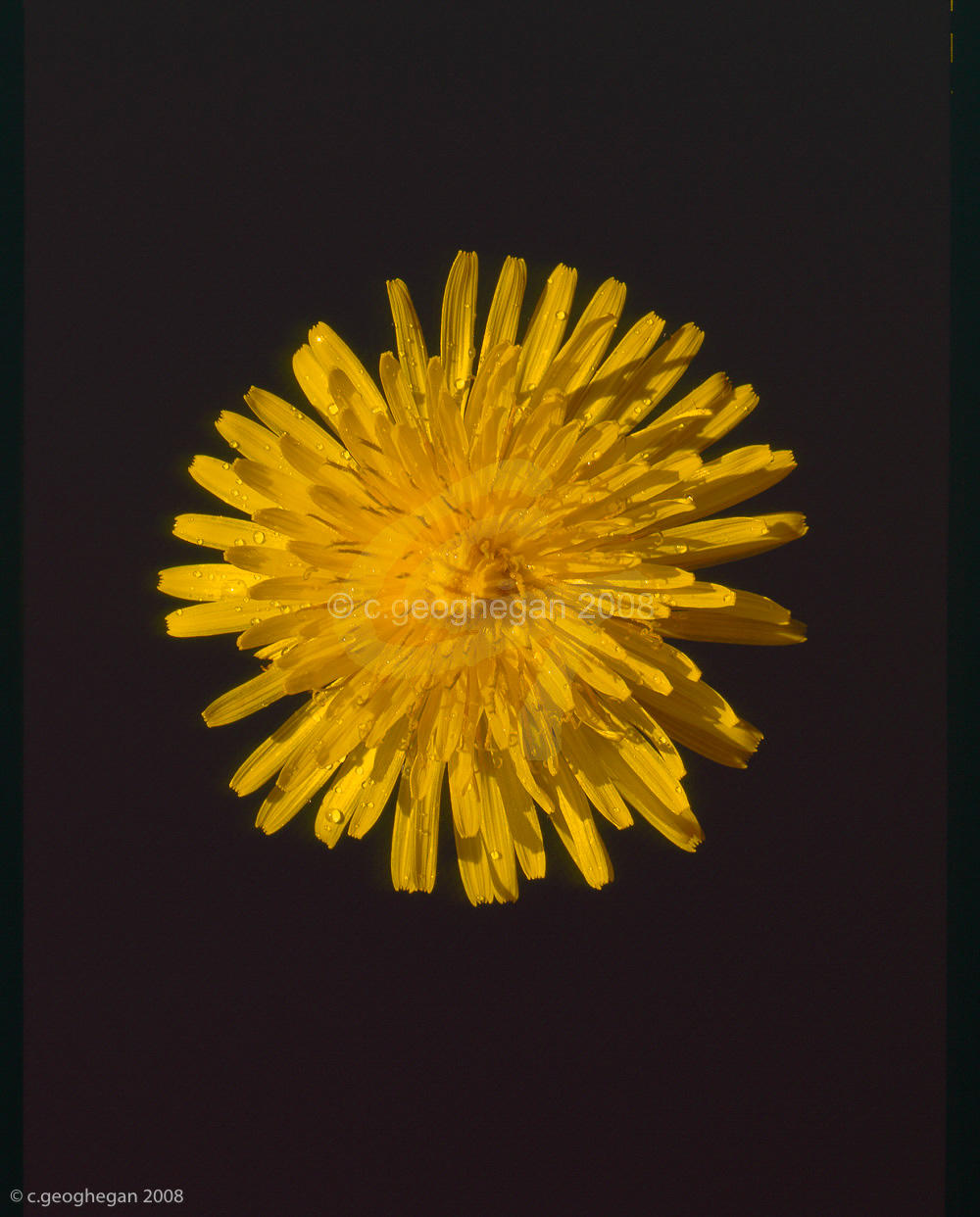 Dandelion Sun