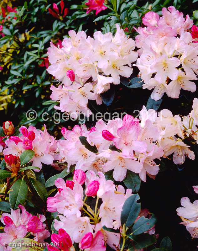 Spring Rhododendrons in a Cornish Garden