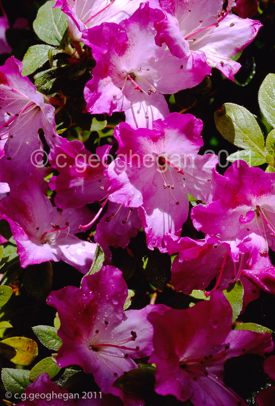 Spring Azaleas in a Cornish Garden