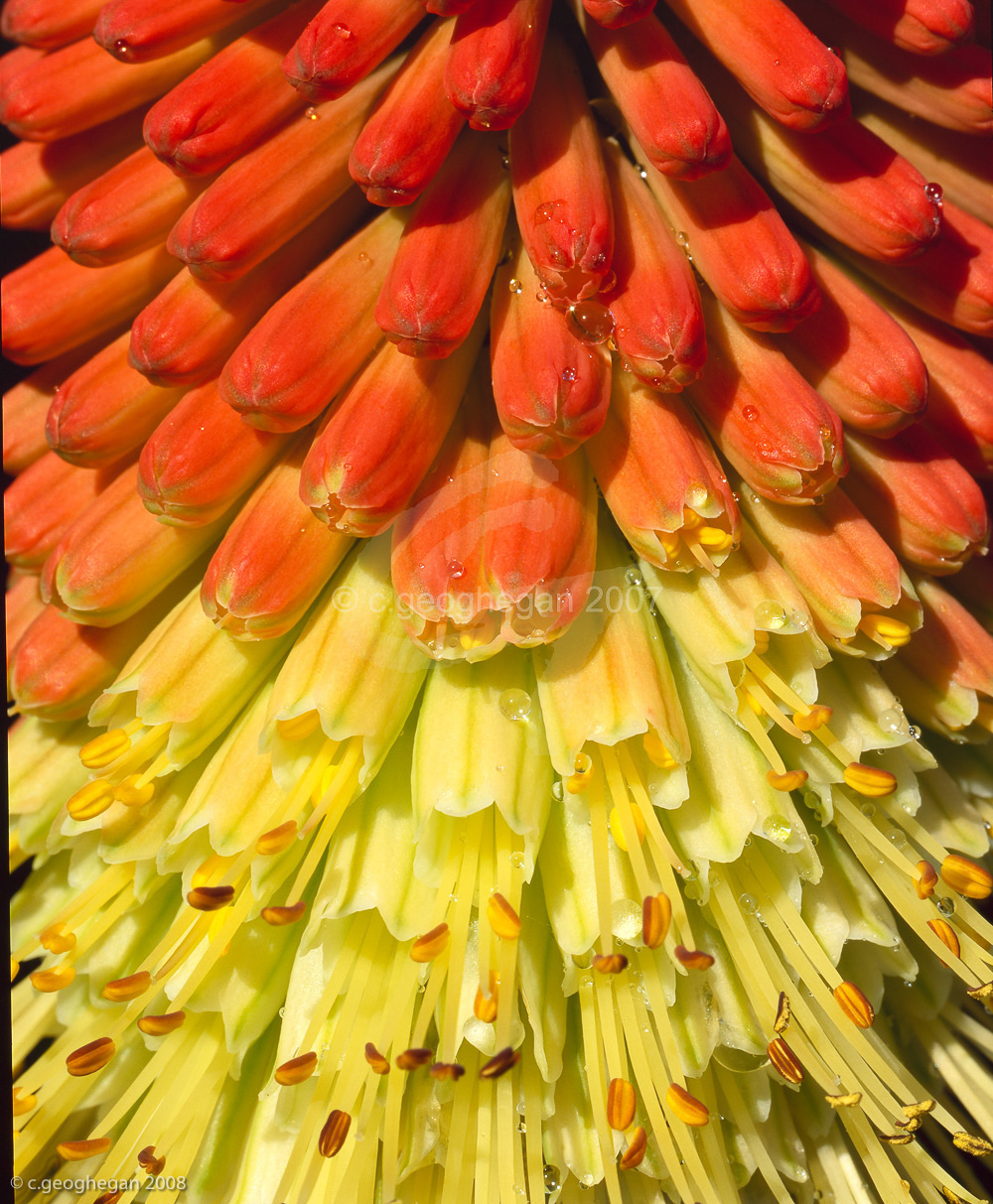 Kniphofia