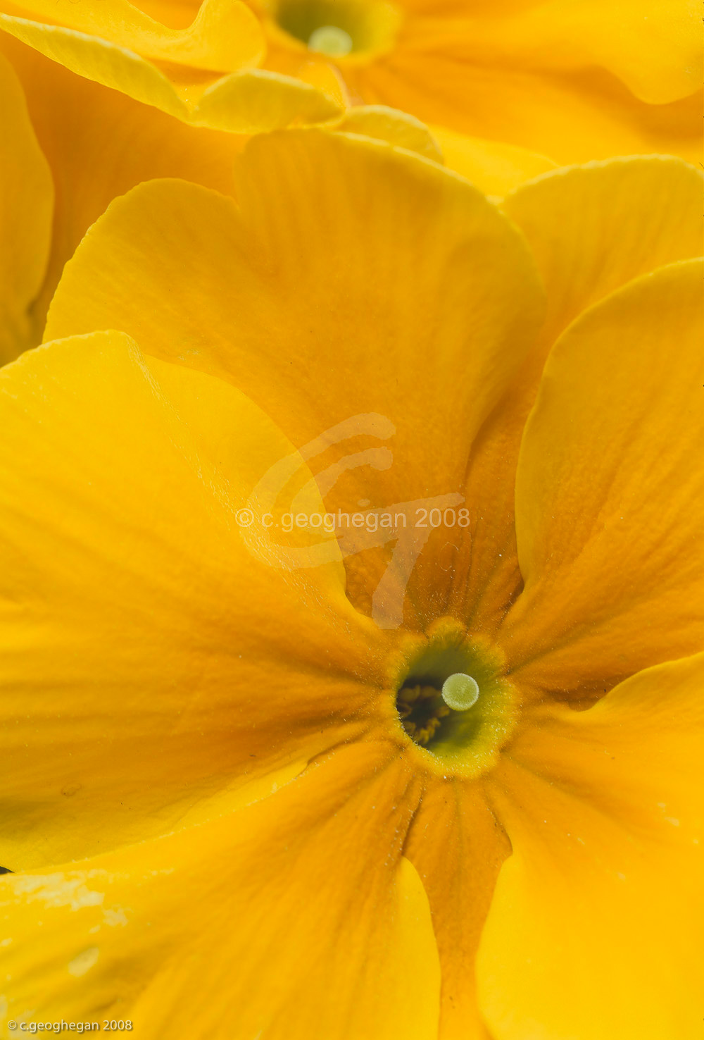 Primula Hybrid (Auricula)