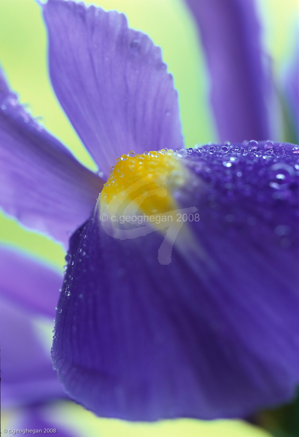 Blue Drops, Iris