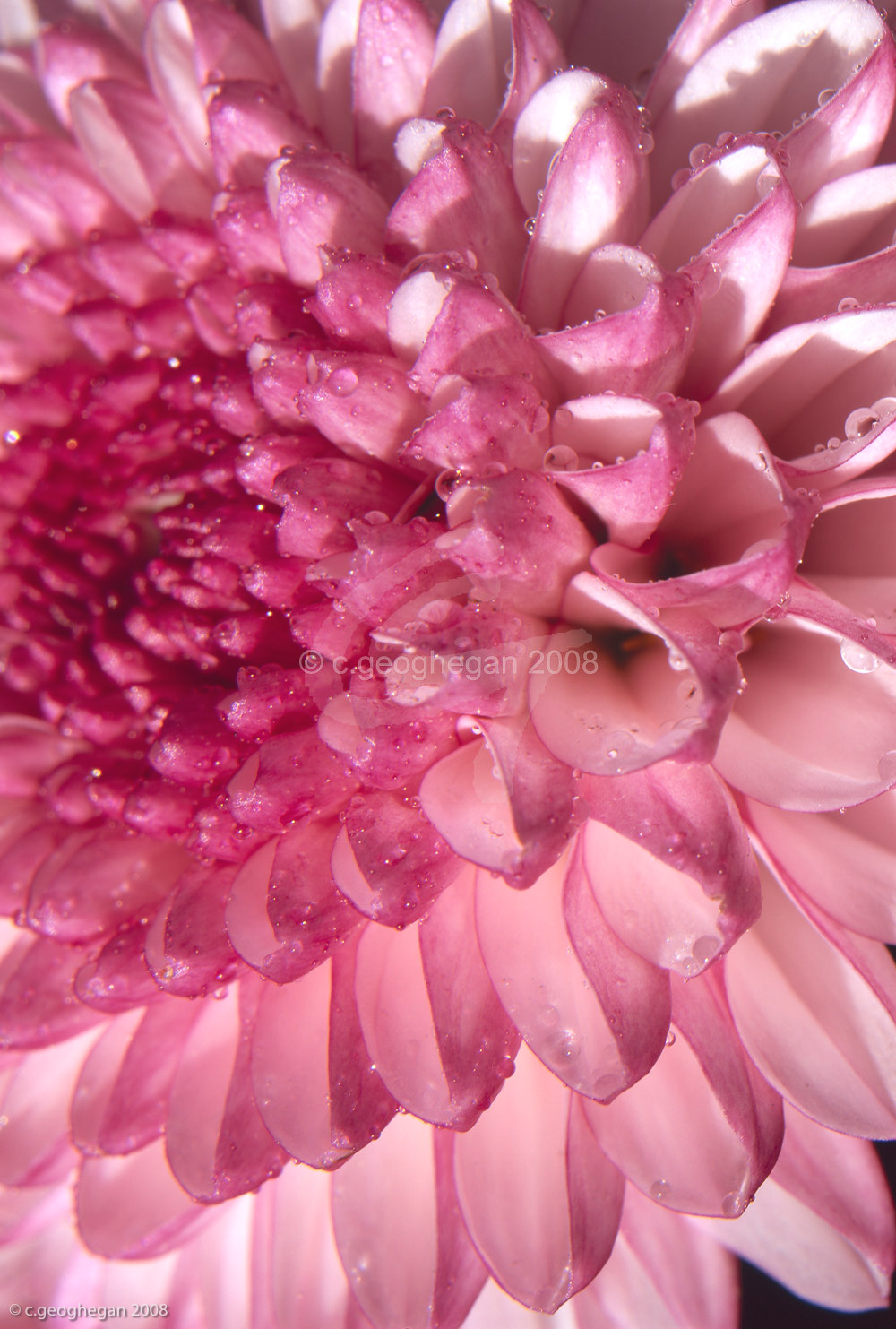 Pink Petals