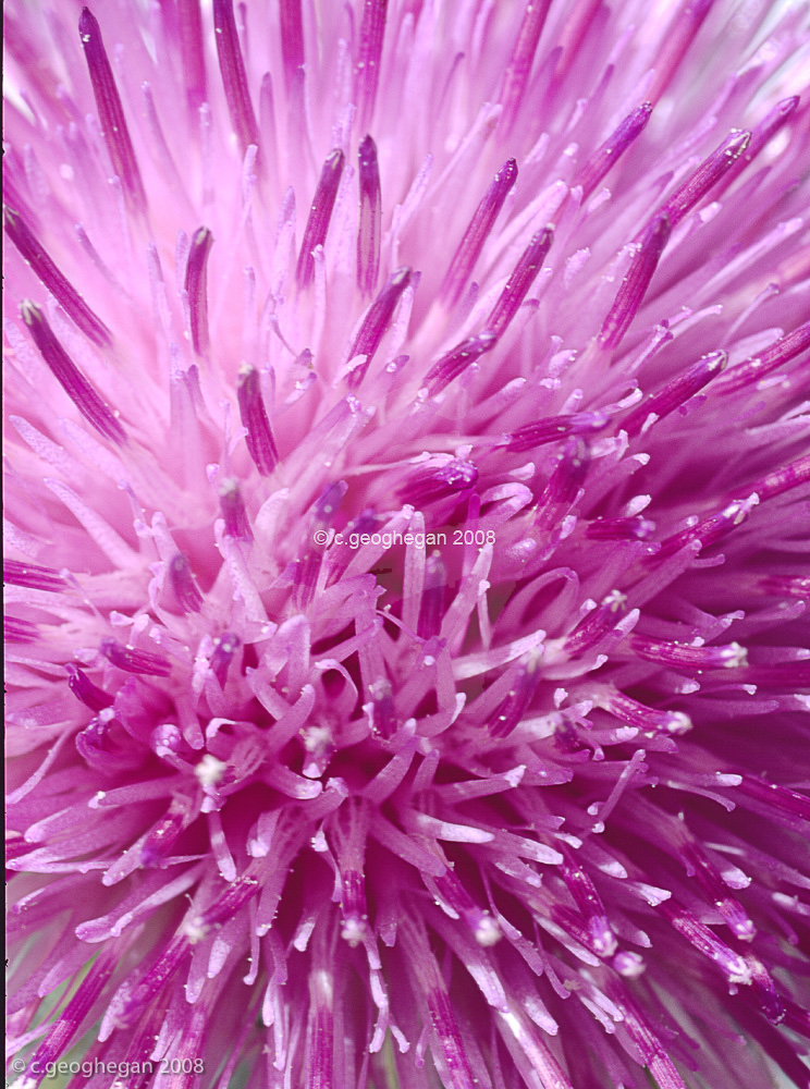 thistle flower