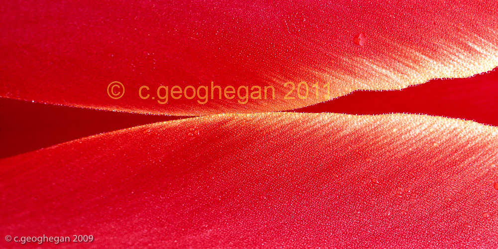 Tulip petals