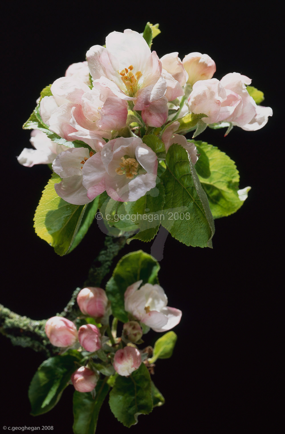 Apple Blossom