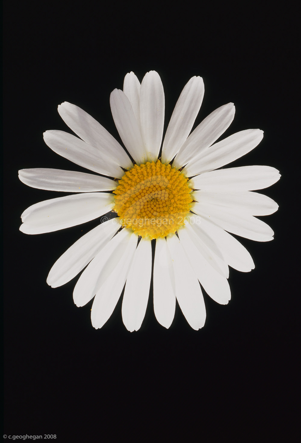 White Star, daisy