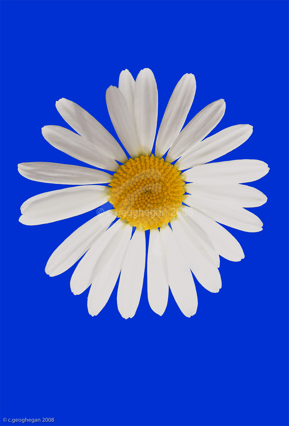 White Star on blue, daisy