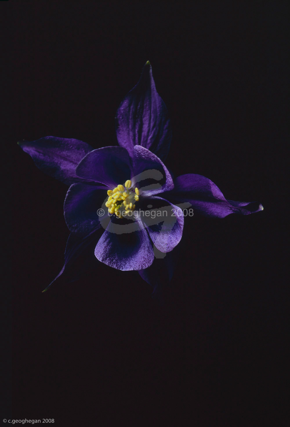 aquilegia vulgaris atrata