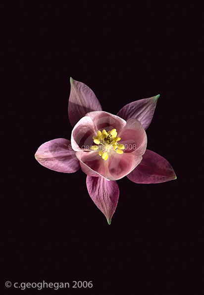 Pink Aquilegia