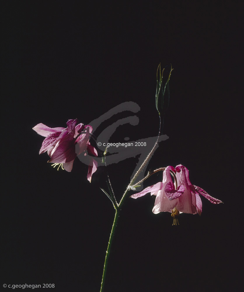 Pink Aquilegia