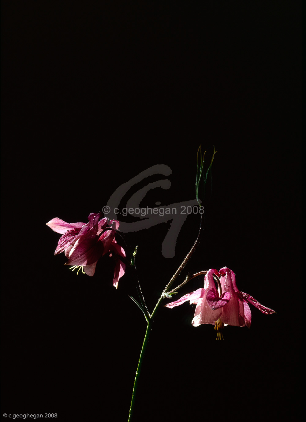 Pink Aquilegias