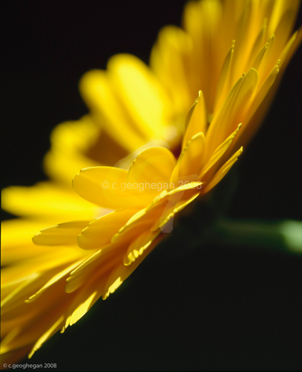 Soft Yellow, gerbera 