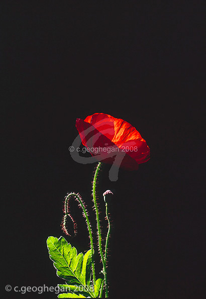 Moody Red, iceland poppy