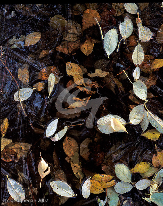 Frozen Leaves at Cob Pond