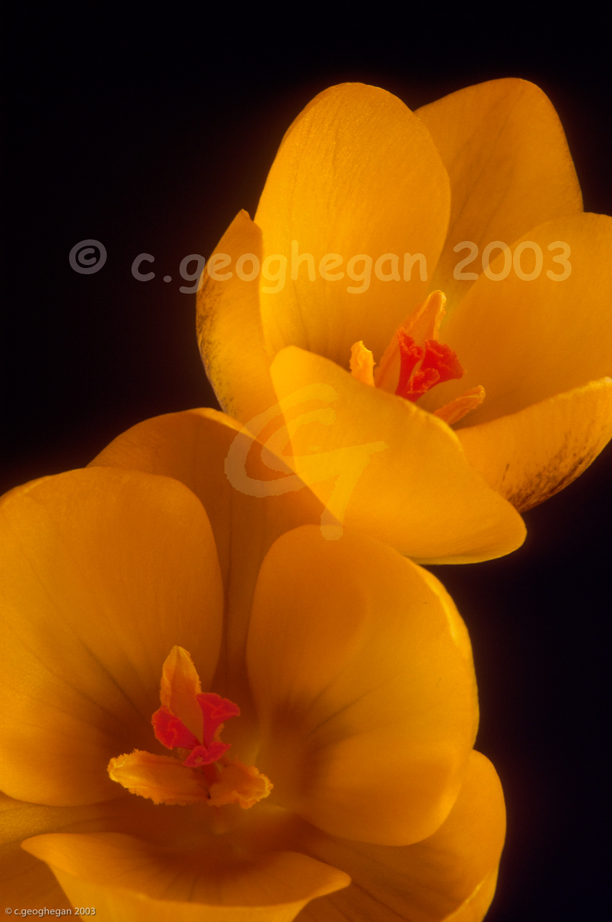 Crocus Posy