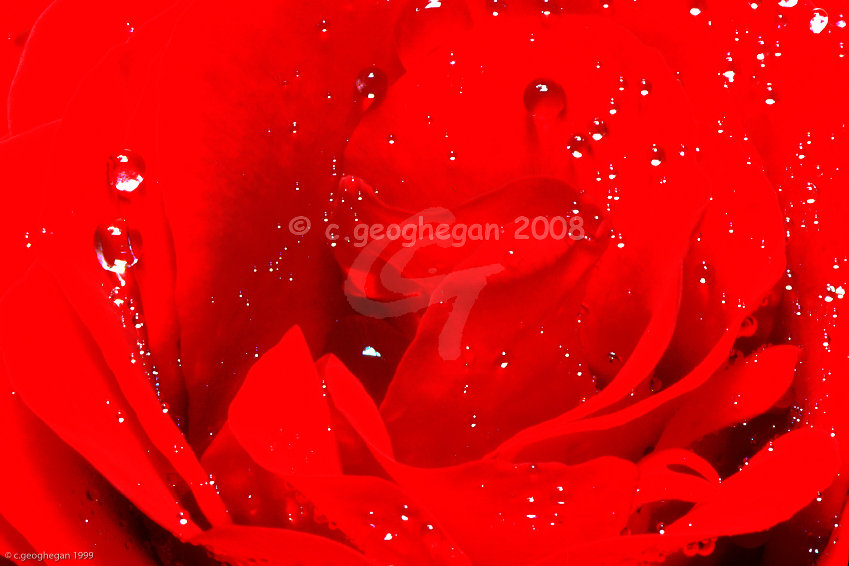 Rose Heart 