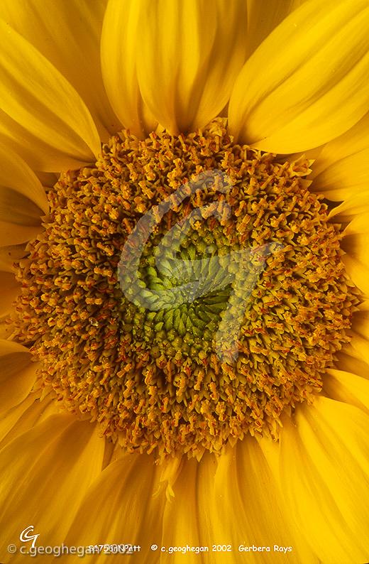 Gerbera Rays