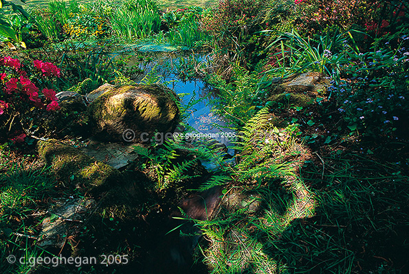 Spring in a Cornish Garden